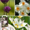 Tør Have Boks - 35 blomsterløg til tørre og solrige steder