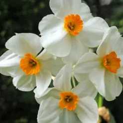 Tør Have Boks - 35 blomsterløg til tørre og solrige steder