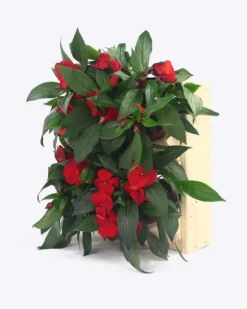 Træ vertikale plantekasser RD-8/2x2 - Naturlig