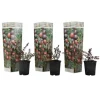 Tranebær - Sæt med 3 - Vaccinium macrocarpon 'Cranberry' - Højde 10-20cm - ⌀9cm