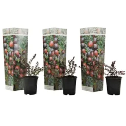 Tranebær - Sæt med 3 - Vaccinium macrocarpon 'Cranberry' - Højde 10-20cm - ⌀9cm