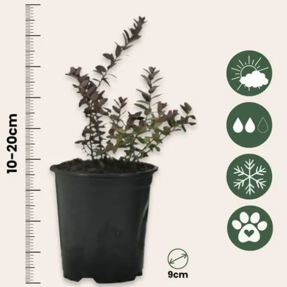 Tranebær - Sæt med 3 - Vaccinium macrocarpon 'Cranberry' - Højde 10-20cm - ⌀9cm