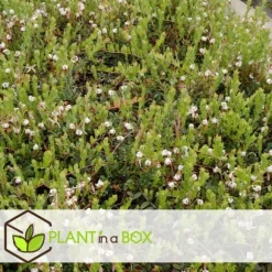 Tranebær - Sæt med 3 - Vaccinium macrocarpon 'Cranberry' - Højde 10-20cm - ⌀9cm