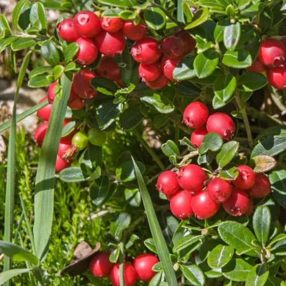 Tranebær - Sæt med 3 - Vaccinium macrocarpon 'Cranberry' - Højde 10-20cm - ⌀9cm