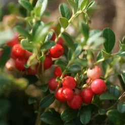 Tranebær - Sæt med 3 - Vaccinium macrocarpon 'Cranberry' - Højde 10-20cm - ⌀9cm