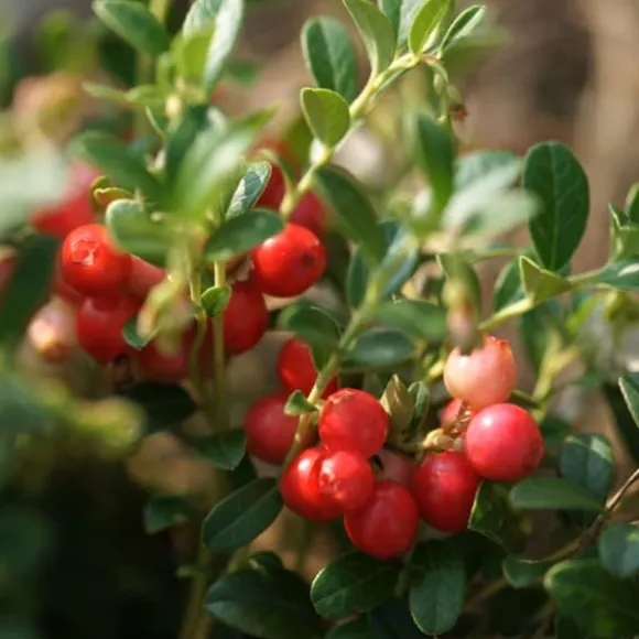 Tranebær - Sæt med 3 - Vaccinium macrocarpon 'Cranberry' - Højde 10-20cm - ⌀9cm