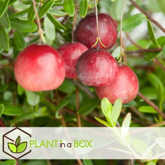 Tranebær - Sæt med 3 - Vaccinium macrocarpon 'Cranberry' - Højde 10-20cm - ⌀9cm