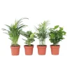 Trendy stueplanter - Sæt med 4 - Højde 25-40cm - ⌀12cm