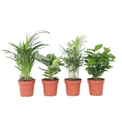 Trendy stueplanter - Sæt med 4 - Højde 25-40cm - ⌀12cm