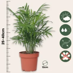 Trendy stueplanter - Sæt med 4 - Højde 25-40cm - ⌀12cm