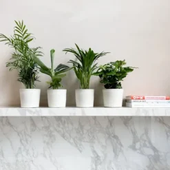 Trendy stueplanter - Sæt med 4 - Højde 25-40cm - ⌀12cm