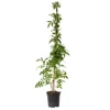 Trompetblomst - Campis radicans 'Flava' - Højde 110-120cm - ⌀17cm