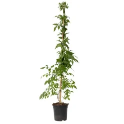 Trompetblomst - Campis radicans 'Flava' - Højde 110-120cm - ⌀17cm