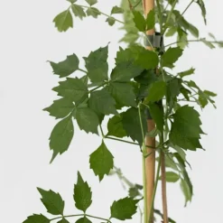 Trompetblomst - Campis radicans 'Flava' - Højde 110-120cm - ⌀17cm
