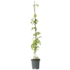 Trompetblomst - Campsis radicans - Højde 110-120cm - ⌀17cm