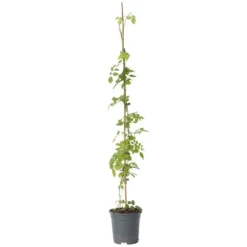 Trompetblomst - Campsis radicans - Højde 110-120cm - ⌀17cm