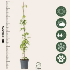 Trompetblomst - Campsis radicans - Højde 110-120cm - ⌀17cm