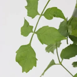 Trompetblomst - Campsis radicans - Højde 110-120cm - ⌀17cm