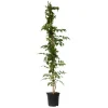 Trompetblomst - Campsis taglibuana 'Mme Galen' - Højde 110-120cm - ⌀17cm