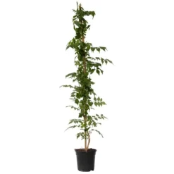Trompetblomst - Campsis taglibuana 'Mme Galen' - Højde 110-120cm - ⌀17cm
