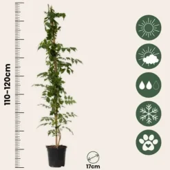 Trompetblomst - Campsis taglibuana 'Mme Galen' - Højde 110-120cm - ⌀17cm