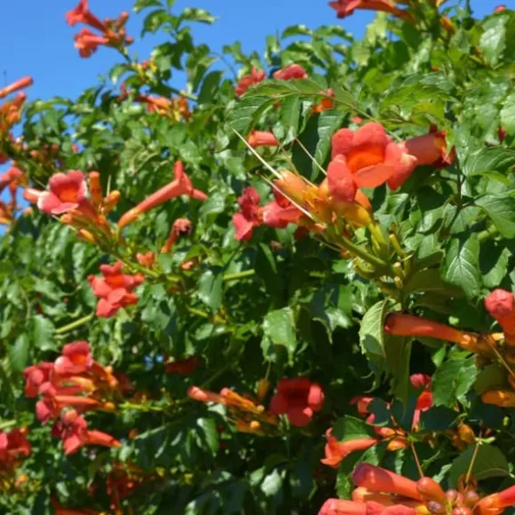 Trompetblomst - Campsis taglibuana 'Mme Galen' - Højde 110-120cm - ⌀17cm