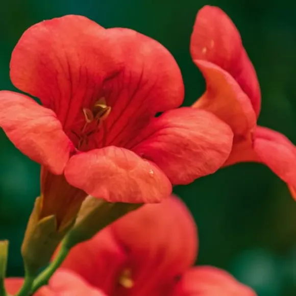Trompetblomst - Campsis taglibuana 'Mme Galen' - Højde 110-120cm - ⌀17cm