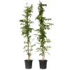 Trompetblomst - Sæt 2 - Campsis taglibuana 'Mme Galen' - Højde 110-120cm - ⌀17cm