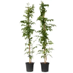 Trompetblomst - Sæt 2 - Campsis taglibuana 'Mme Galen' - Højde 110-120cm - ⌀17cm