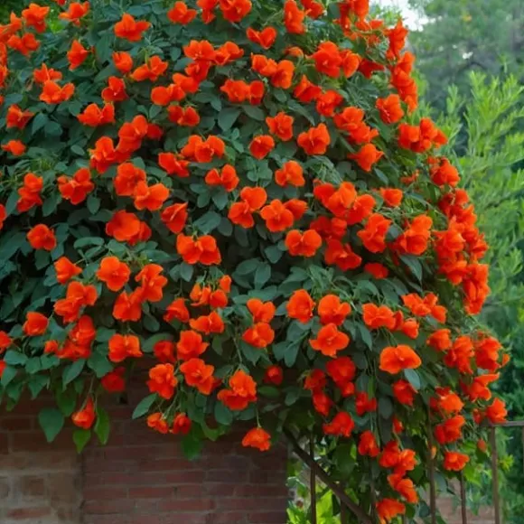 Trompetblomst - Sæt 2 - Campsis taglibuana 'Mme Galen' - Højde 110-120cm - ⌀17cm