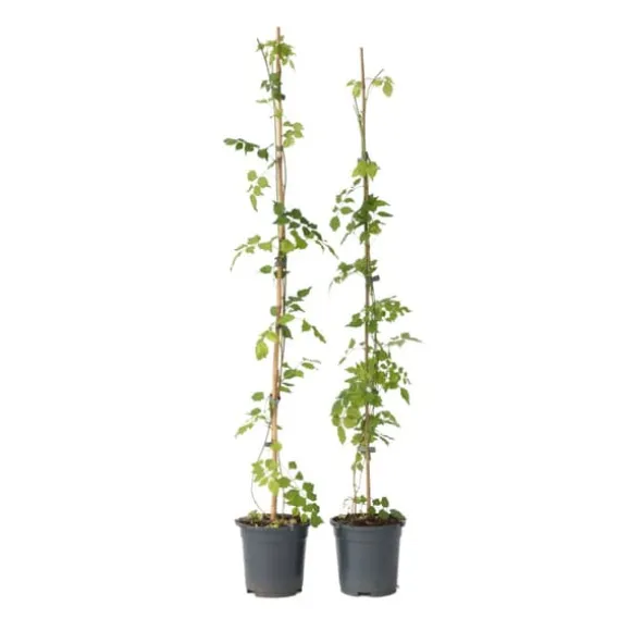 Trompetblomst - Sæt med 2 - Campsis radicans - Højde 110-120cm - ⌀17cm