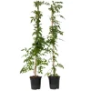 Trompetblomst - Sæt med 2 - Campis radicans 'Flava' - Højde 110-120cm - ⌀17cm