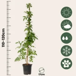 Trompetblomst - Sæt med 2 - Campis radicans 'Flava' - Højde 110-120cm - ⌀17cm