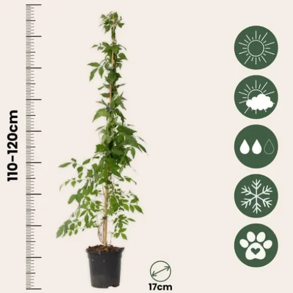 Trompetblomst - Sæt med 2 - Campis radicans 'Flava' - Højde 110-120cm - ⌀17cm