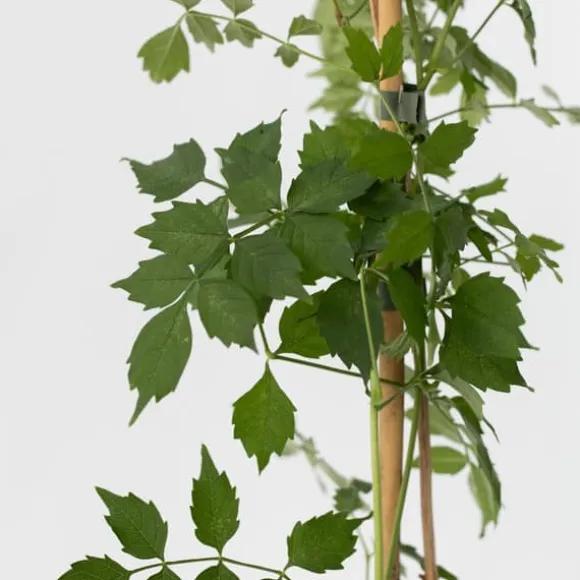 Trompetblomst - Sæt med 2 - Campis radicans 'Flava' - Højde 110-120cm - ⌀17cm