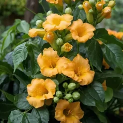 Trompetblomst - Sæt med 2 - Campis radicans 'Flava' - Højde 110-120cm - ⌀17cm