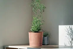 Tubo P Beton Effect 240E Rund Urtepotte med Underkop | Marengo