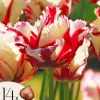 Tulipanløg - Sæt med 14 - Tulipa 'Estella Rijnveld' - Blomsterløg - Rød