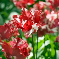 Tulipanløg - Sæt med 14 - Tulipa 'Estella Rijnveld' - Blomsterløg - Rød