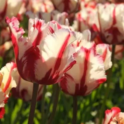 Tulipanløg - Sæt med 14 - Tulipa 'Estella Rijnveld' - Blomsterløg - Rød