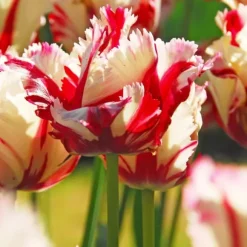 Tulipanløg - Sæt med 14 - Tulipa 'Estella Rijnveld' - Blomsterløg - Rød