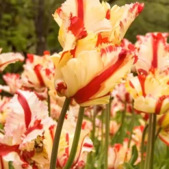 Tulipanløg - Sæt med 14 - Tulipa 'Estella Rijnveld' - Blomsterløg - Rød