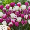 Tulipanløg - Sæt med 35 - Tulipa 'Pastel' - Blomsterløg - Flerfarvet
