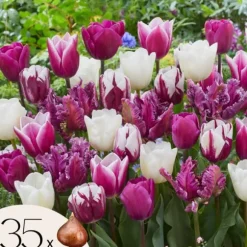 Tulipanløg - Sæt med 35 - Tulipa 'Pastel' - Blomsterløg - Flerfarvet