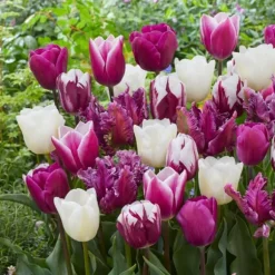 Tulipanløg - Sæt med 35 - Tulipa 'Pastel' - Blomsterløg - Flerfarvet