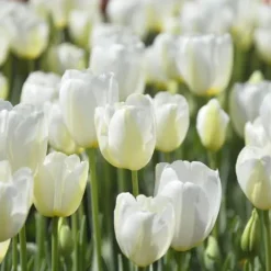 Tulipanløg - Sæt med 35 - Tulipa 'Pastel' - Blomsterløg - Flerfarvet