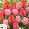 Tulipanløg - Sæt med 80 - Tulipa 'Salmon', 'Van Eijk' - Blomsterløg - Rød