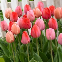 Tulipanløg - Sæt med 80 - Tulipa 'Salmon', 'Van Eijk' - Blomsterløg - Rød