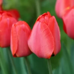 Tulipanløg - Sæt med 80 - Tulipa 'Salmon', 'Van Eijk' - Blomsterløg - Rød