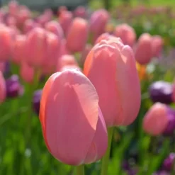 Tulipanløg - Sæt med 80 - Tulipa 'Salmon', 'Van Eijk' - Blomsterløg - Rød